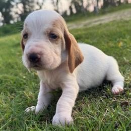 Fuchsia Lace Ear - Lemon and white female Basset Hound puppy in Douglas, Georgia from Huffer Hounds and Havanese