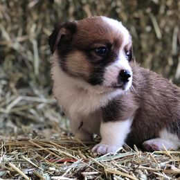 Pembroke Welsh Corgi Puppies from Naomi’s Corgis