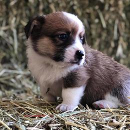 Pembroke Welsh Corgi Puppies from Naomi’s Corgis