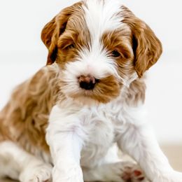 Cavapoos, Goldendoodles, and Poodles from Pawsitively Perfect Pup Co.