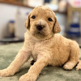 Sawyer - Apricot male Goldendoodle puppy in Macclenny, Florida from Baker County Goldendoodles