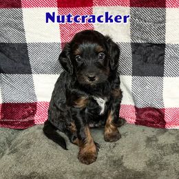 Nutcracker - Phantom male Bernedoodle puppy in Banner Elk, North Carolina from Walnut Tree Bernedoodles