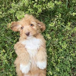 Shasta with training - Red and white female Cockapoo puppy in Boonville, North Carolina from Doods & Dolls