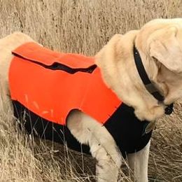Labrador Retrievers from True Grit Kennels