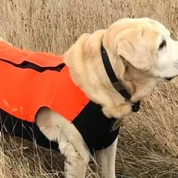 Labrador Retrievers from True Grit Kennels