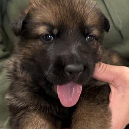 Blue Girl - Sable female German Shepherd puppy in Grantsville, Utah from Vom Haus Denfors K9 - Working German Shepherds