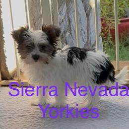Jasmine (Purple) - Parti female Yorkshire Terrier puppy in South Lake Tahoe, California from Sierra Nevada Yorkies