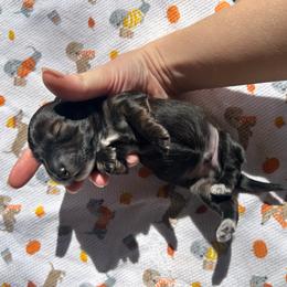Able - Brindle male Dachshund puppy in Sparks, Nevada from Hursh’s Hounds