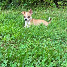 Cookie - Red and white male Chihuahua puppy in Little Rock, Arkansas from Kings chichis