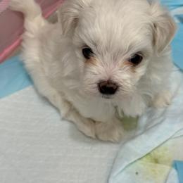 Blooming Bright Elio MFK AKA Leo - White male Maltese puppy in Calhan, Colorado from Millennium Falcon Kennels