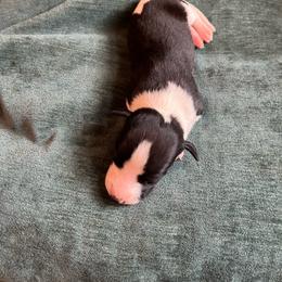 Geneva - Black female Whippet puppy in Clinton, Tennessee from Ivanhoe Borzoi