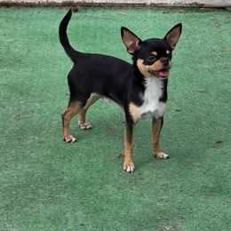 Ryder - Black and red Chihuahua puppy in Loxahatchee, Florida from Dynasty Farms AKC Chihuahuas