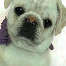 Bianca - Pug