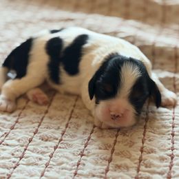 Mayhem - Tri-color male Cavalier King Charles Spaniel puppy in Temecula, California from McKenna Cavaliers in Southern California