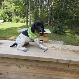 German Shorthaired Pointer Puppies from Bee Stepien