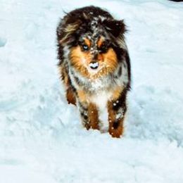 HOUSTON - Miniature Australian Shepherd