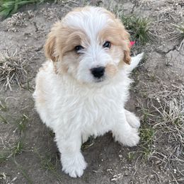 Girl 2 - Bernedoodle puppy in Amherst, Nebraska from Pile Family Goldendoodles