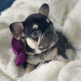 French Bulldogs from BellaBullyz_ie