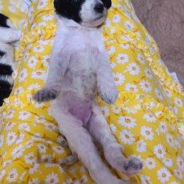 Poodle Puppies from Silly's Standard Poodles