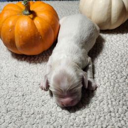 Katie - Buff and white female Cocker Spaniel puppy in Westminster, South Carolina from Hartwell Cocker Spaniel Kennel