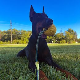 Bella - Doberman Pinscher