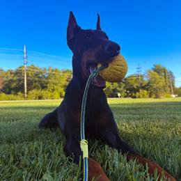 Bella - Doberman Pinscher