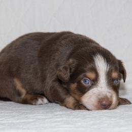 Jim Croce - Red tri-color male Australian Shepherd puppy in Bristol, New Hampshire from NewFound Lake Aussies