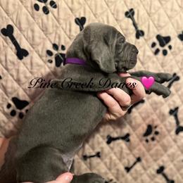 Lily - Great Dane puppy from Pine Creek Great Danes