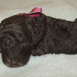 Goldendoodle and Poodle Puppies from David & Patricia Elliott