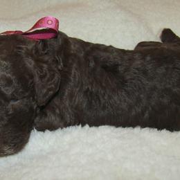 Goldendoodle and Poodle Puppies from David & Patricia Elliott