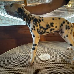 $800 - TRI-COLOR - Rare - Black Plaid Collar - Boy - White black and tan Dalmatian puppy in Leavenworth, Kansas from Tally Ho Dalmatians