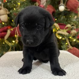 Teal - Black male Labrador Retriever puppy in Kinta, Oklahoma from Beaver Creek Kennels