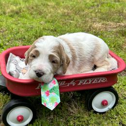 Earth - Parti male Goldendoodle puppy in Camden, North Carolina from Oopsie Doodles of NC