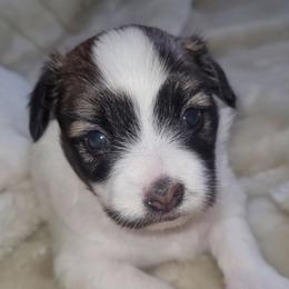 Girl 1 - Red white and sable female Papillon puppy in Florida from Tammy's Papillon Playpen