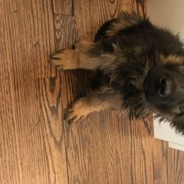 German Shepherd Puppies from Starry Night German Shepherd Dogs