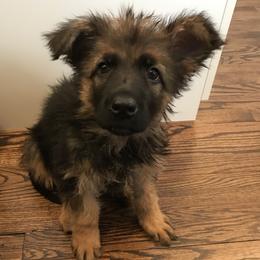 German Shepherd Puppies from Starry Night German Shepherd Dogs