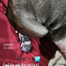 3rd born is Boy 2 - Blue male Boston Terrier puppy in Versailles, Indiana from Benhams Bostons