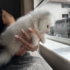 Pomeranians from Daniela's Pomeranians