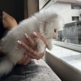 Pomeranians from Daniela's Pomeranians