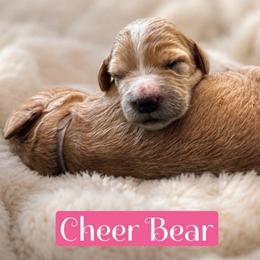 Cheer Bear - Apricot female Goldendoodle puppy in Rocky Point, North Carolina from CelticDoods