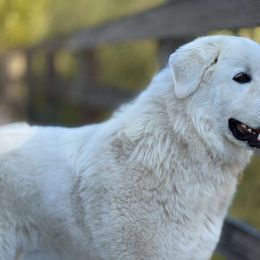 Great Pyrenees All Grown Up from The Yosemite Pyrenees Ranch