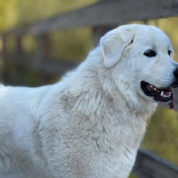 Great Pyrenees All Grown Up from The Yosemite Pyrenees Ranch