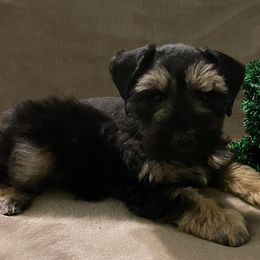 Miniature Schnauzers and Poodles from Snow Creek Miniature Schnauzers, and Poodles