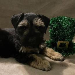 Miniature Schnauzers and Poodles from Snow Creek Miniature Schnauzers, and Poodles