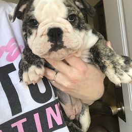 Bulldog, French Bulldog, and Pug Puppies from Royal destiny kennels