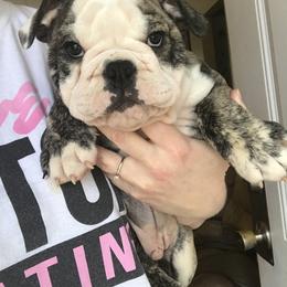 Bulldog, French Bulldog, and Pug Puppies from Royal destiny kennels
