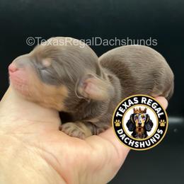 Hershey - Chocolate and tan male Dachshund puppy in Houston, Texas from Texas Regal Dachshunds LLC
