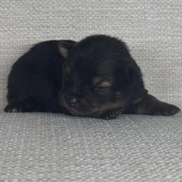 Girl 3 - Black and tan female Pomeranian puppy in Meridian, Idaho from Idaho_poms
