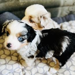 German Shepherd and Miniature American Shepherd Puppies from Bouchard’s Best Shepherds