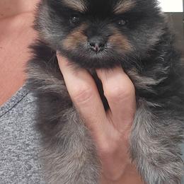 Pomeranian 1 - Black and tan male Pomeranian puppy in Fort Lauderdale, Florida from El'Cienna Poms